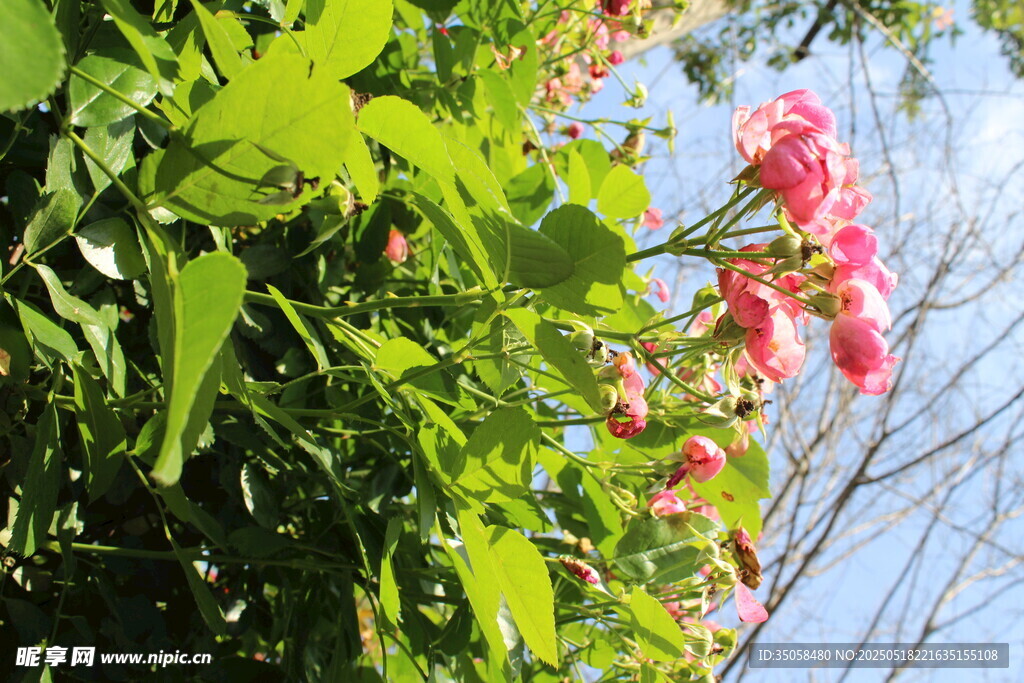 蔷薇花 