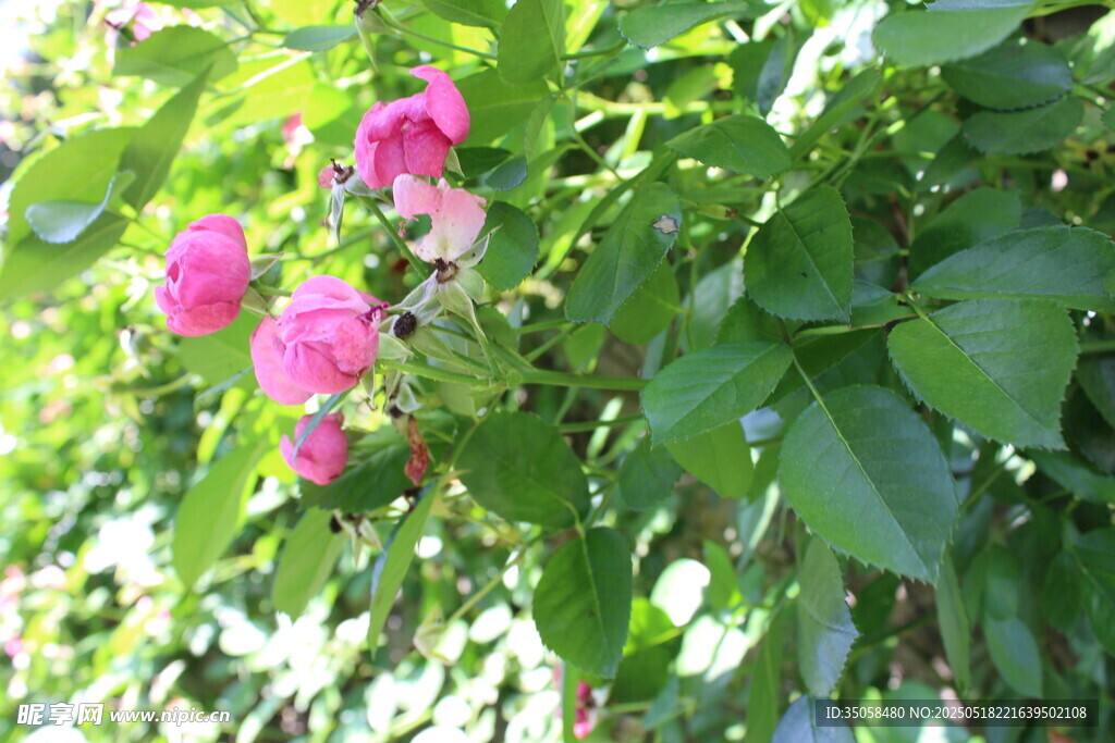 蔷薇花 