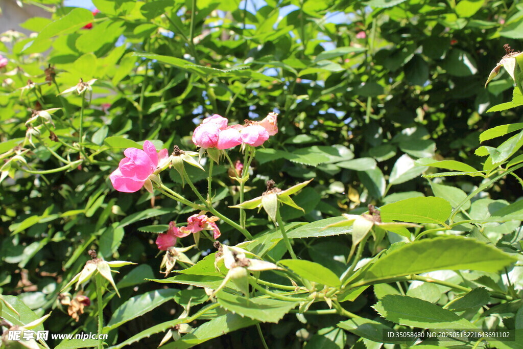 蔷薇花  