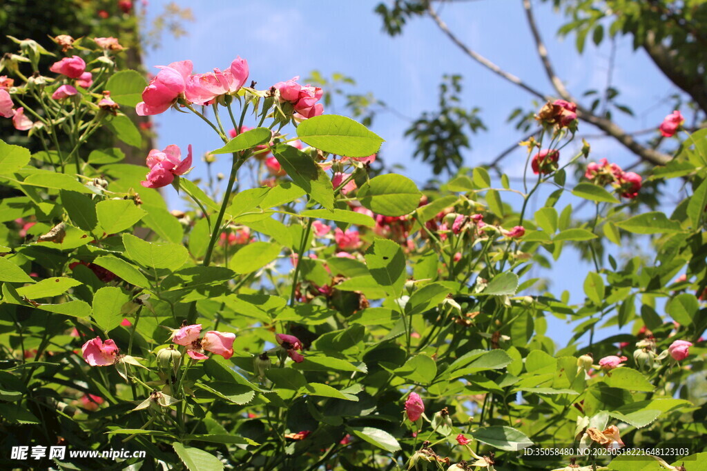 蔷薇花 