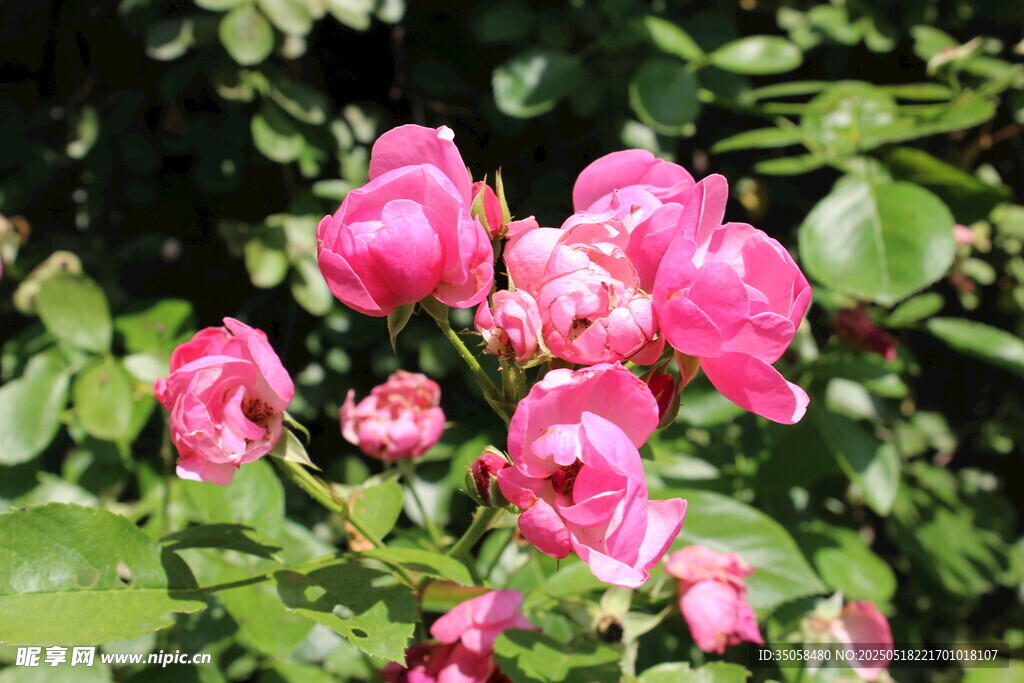 蔷薇花 