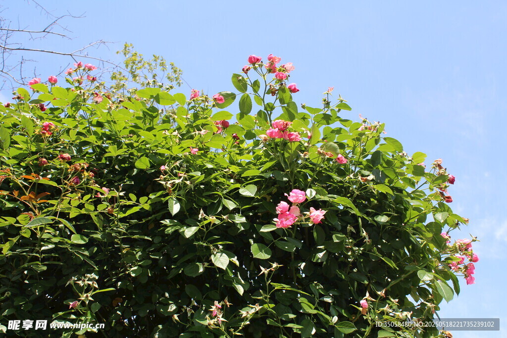 蔷薇花 