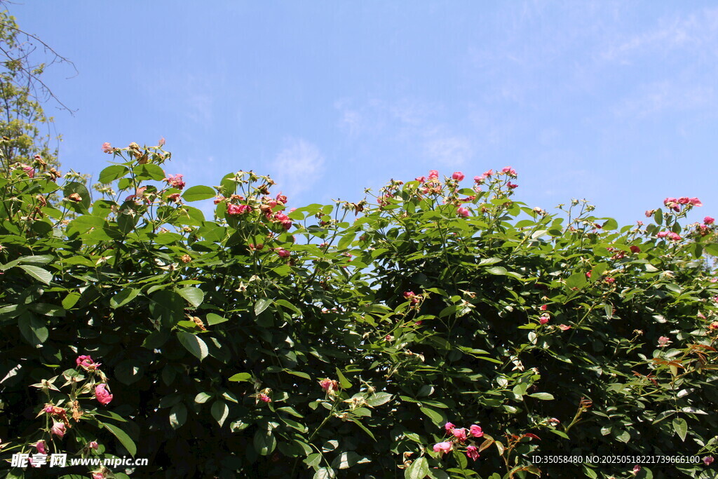 蔷薇花 