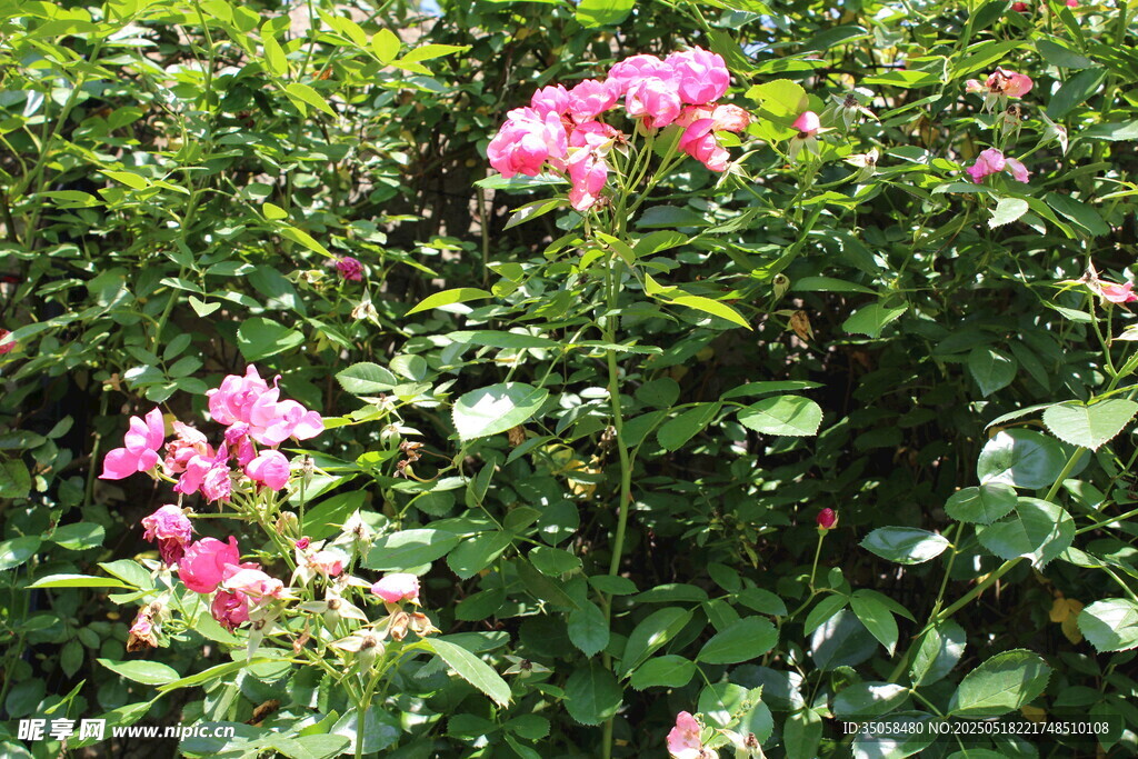 蔷薇花 