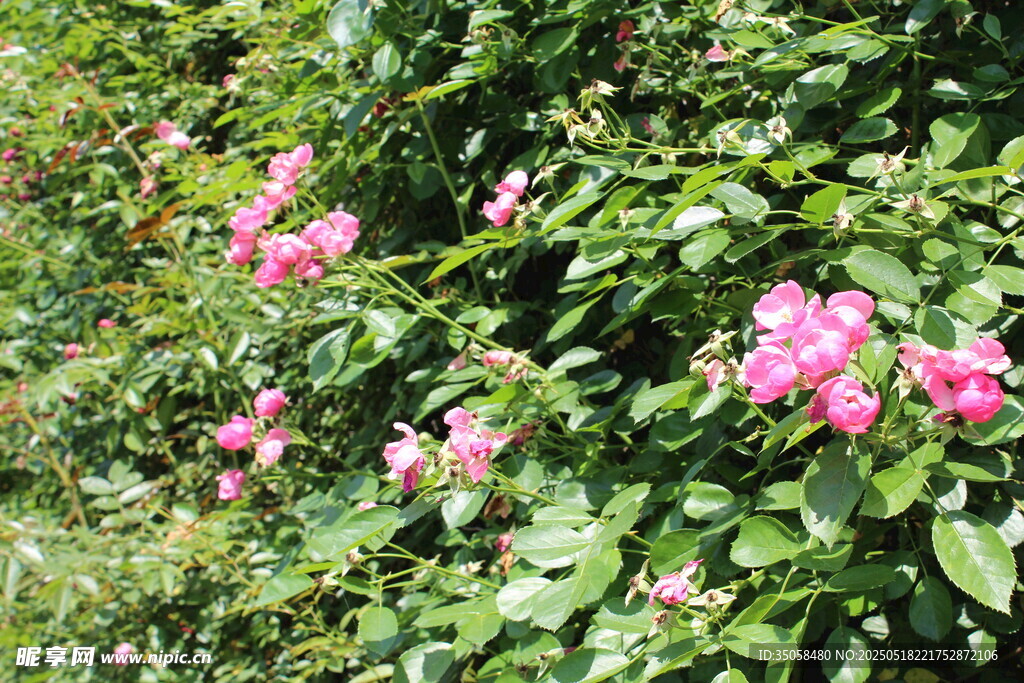 蔷薇花  