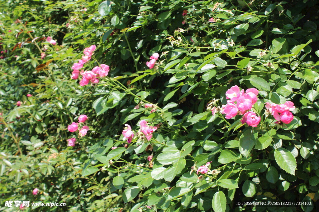 蔷薇花 