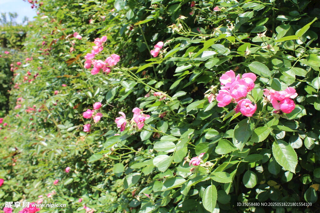 蔷薇花  