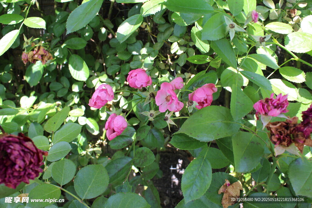 蔷薇花 