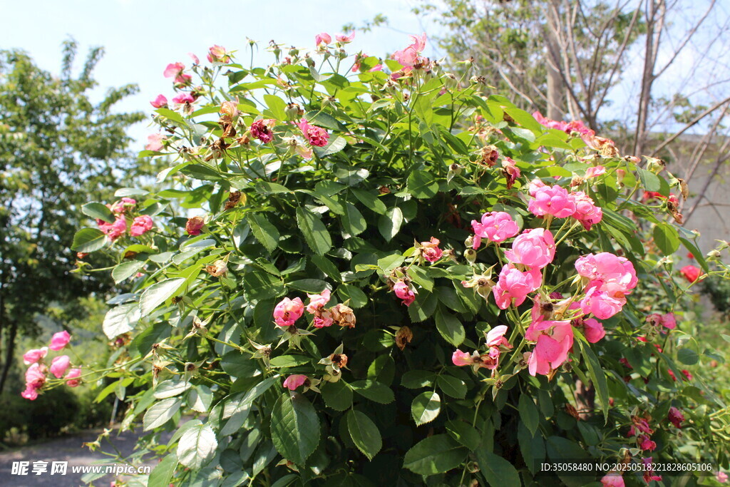 蔷薇花 