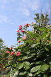 蔷薇花  