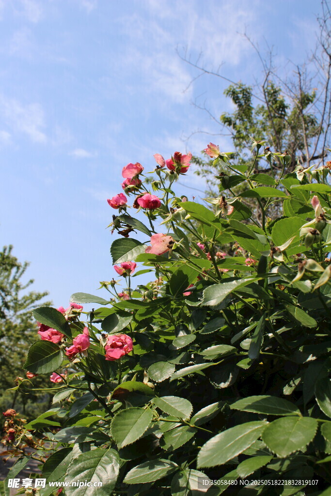 蔷薇花  