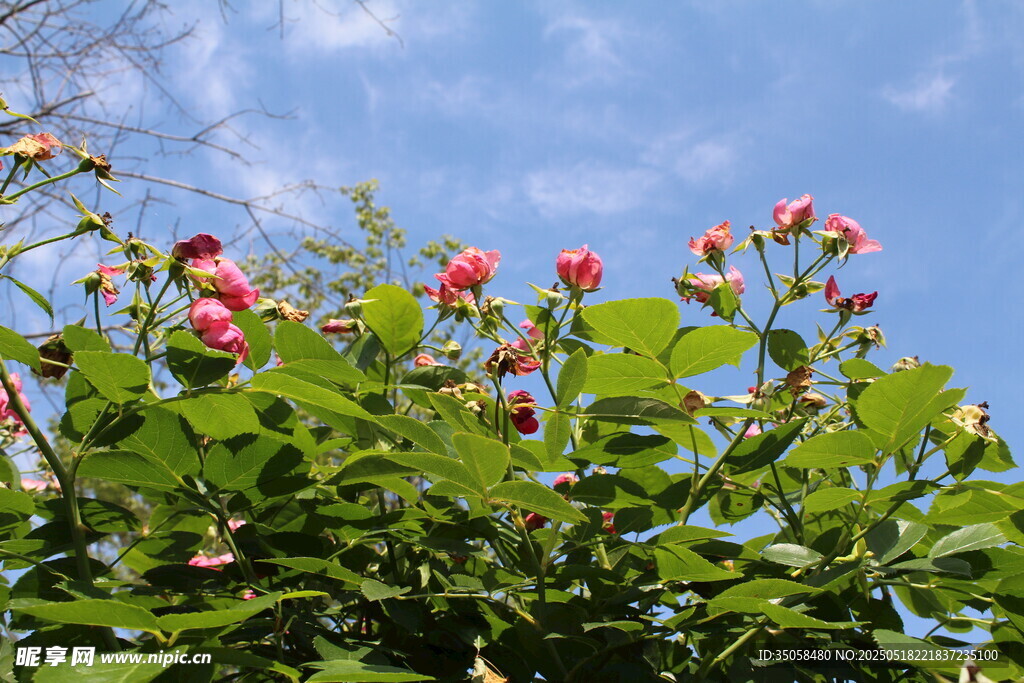 蔷薇花  
