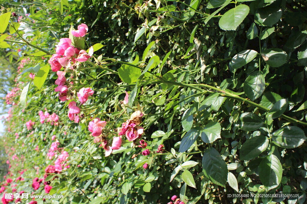 蔷薇花 