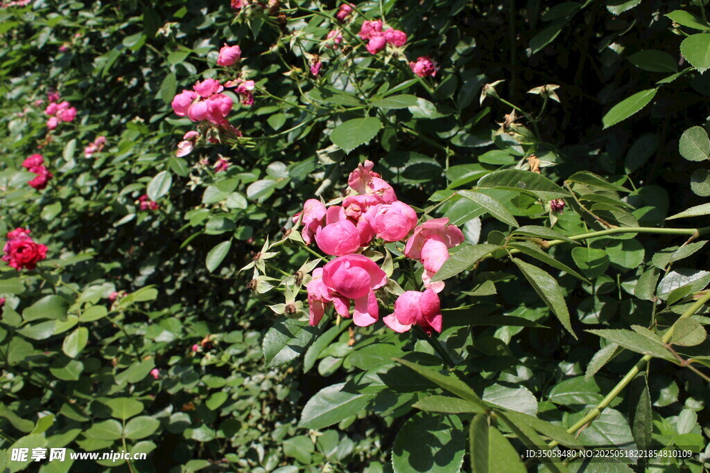 蔷薇花  