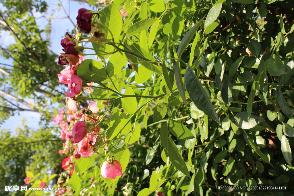 蔷薇花 