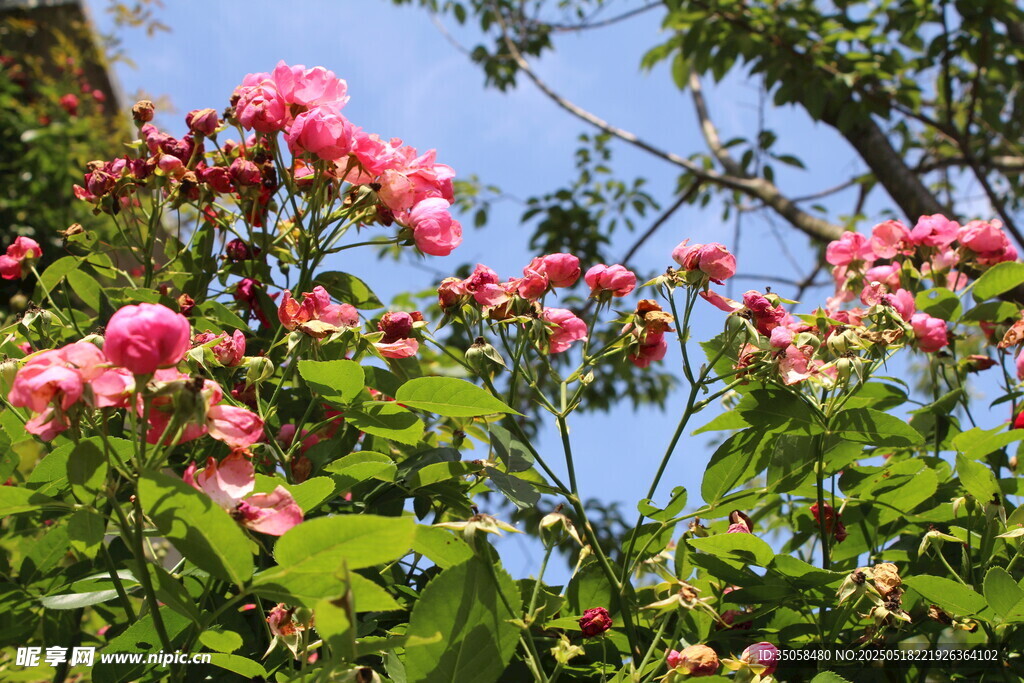 蔷薇花 