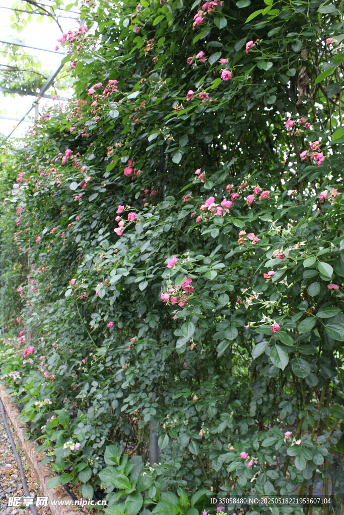 蔷薇花  