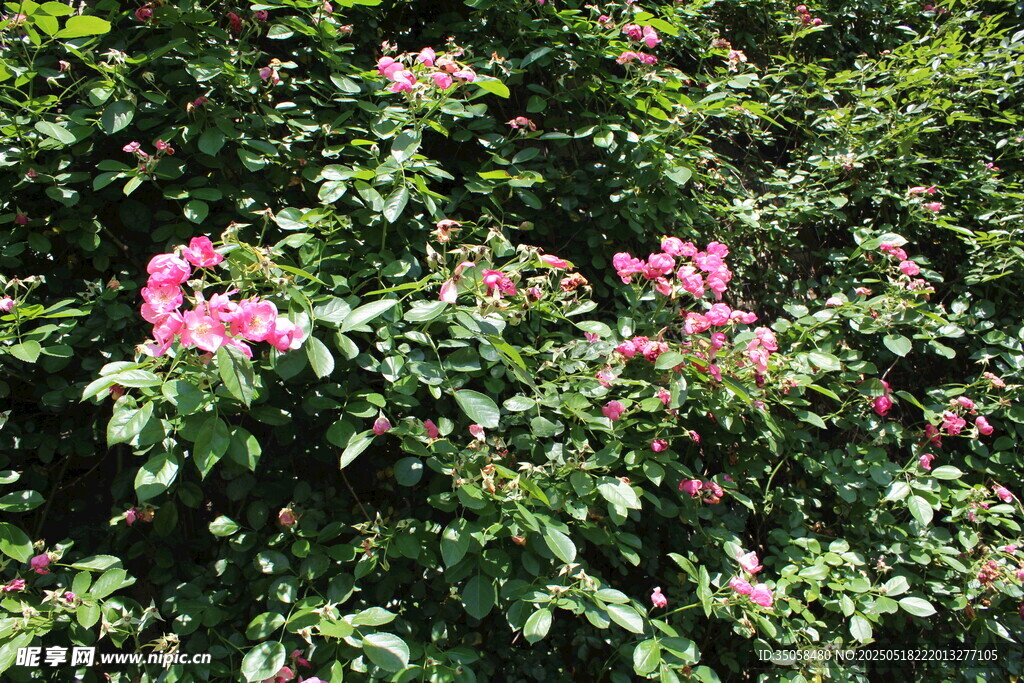 蔷薇花 