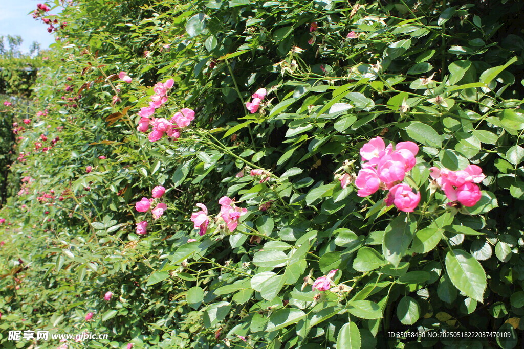 蔷薇花 