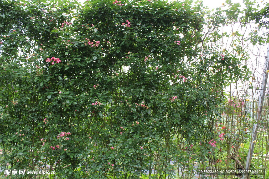 蔷薇花  