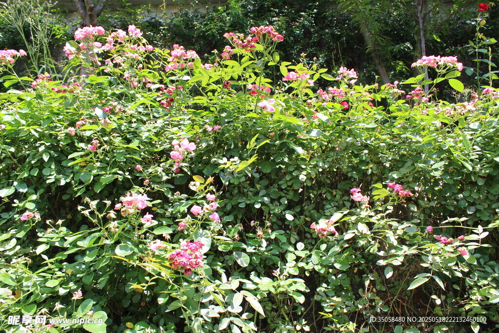 蔷薇花  