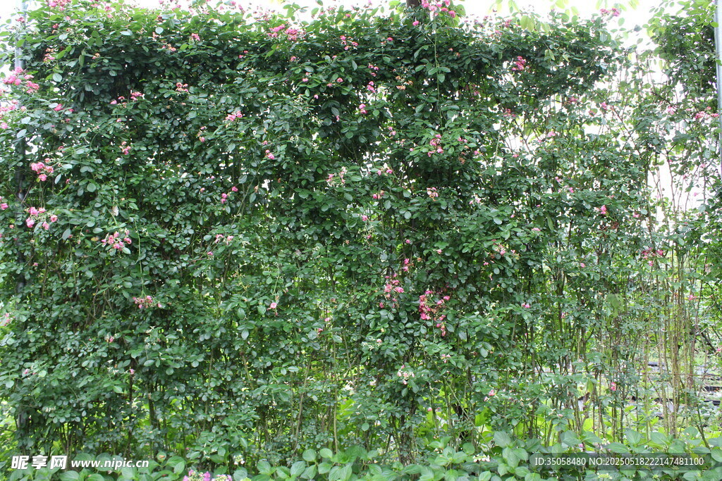 蔷薇花 