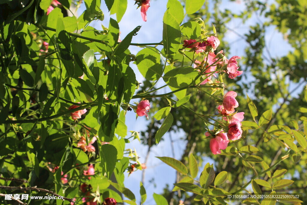 蔷薇花 