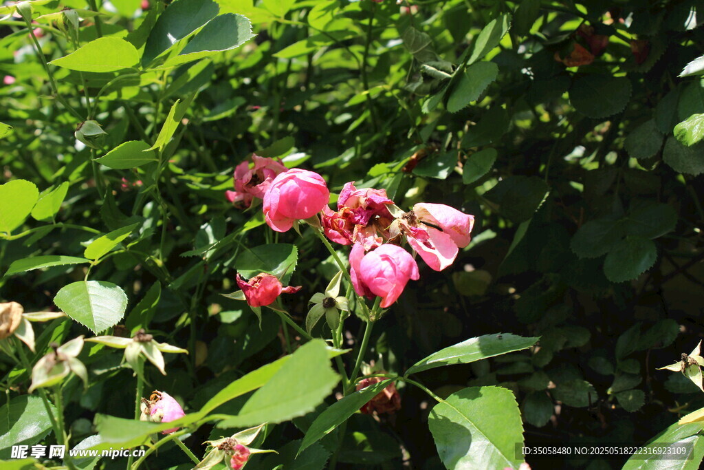 蔷薇花  