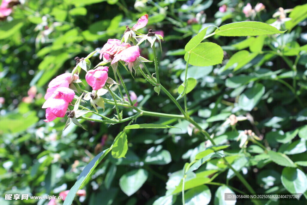 蔷薇花  