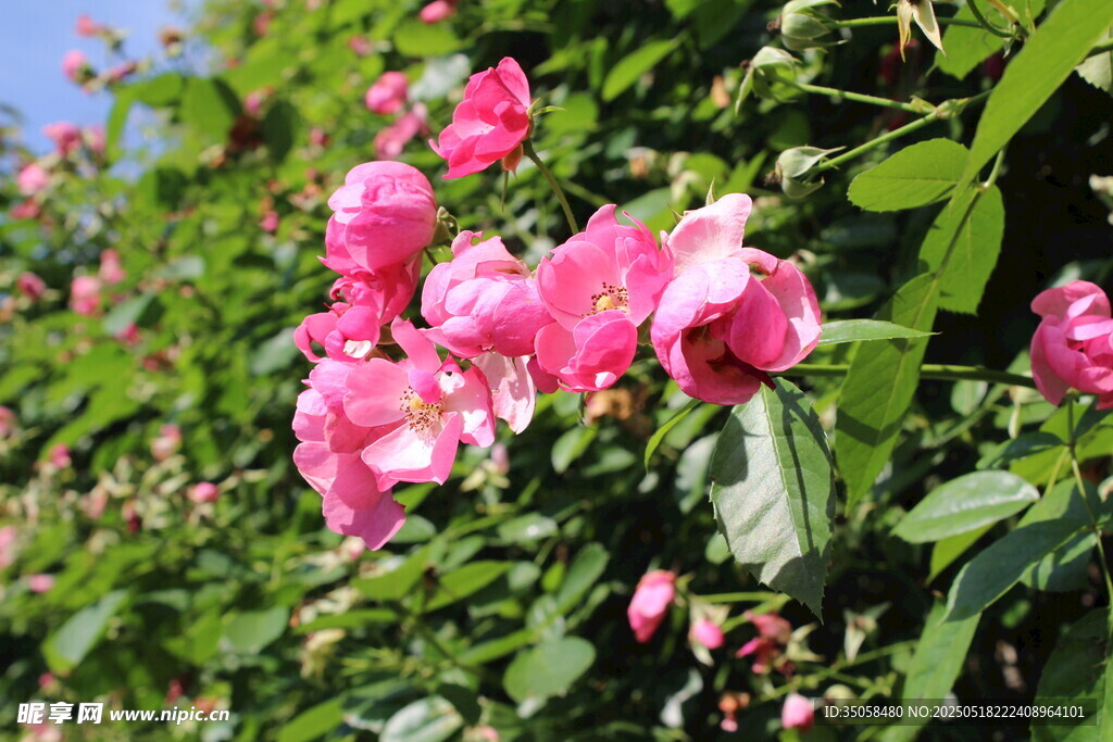 蔷薇花 