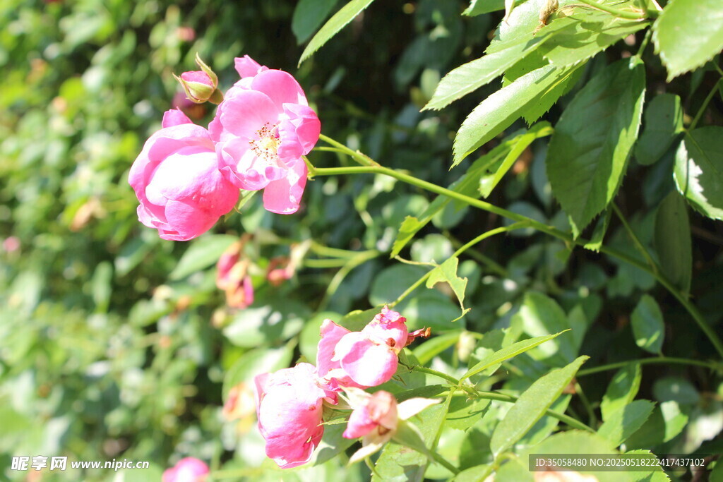 蔷薇花 