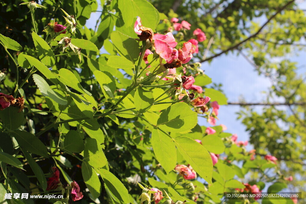 蔷薇花 