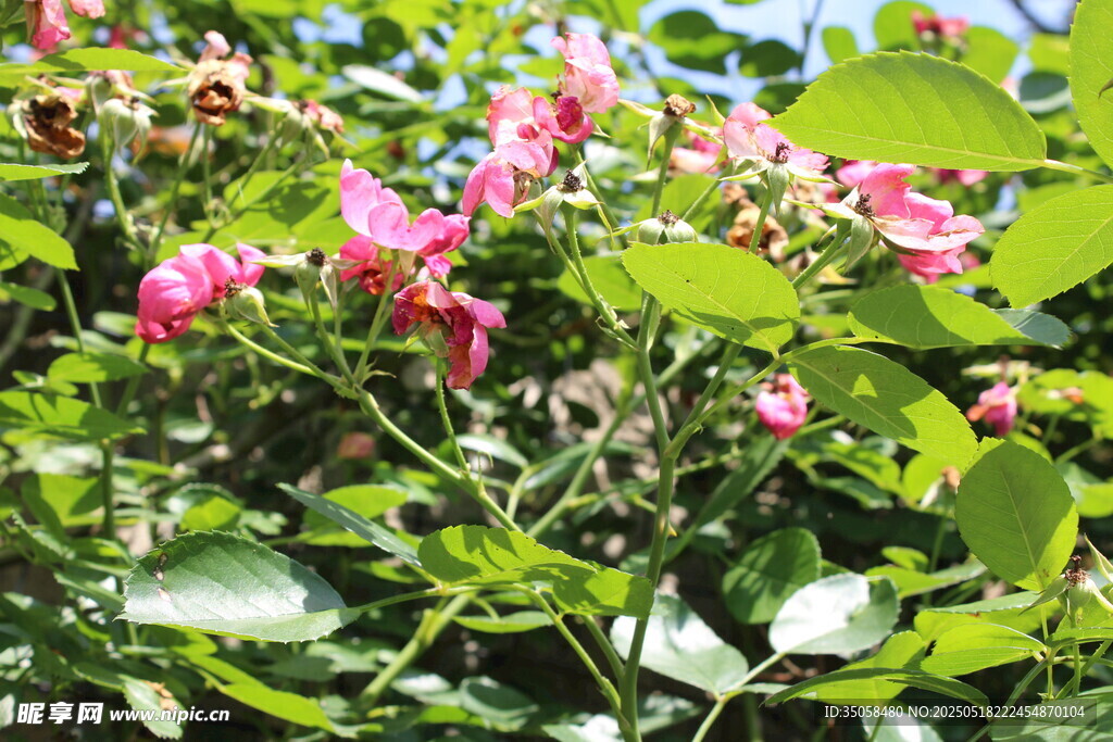 蔷薇花 
