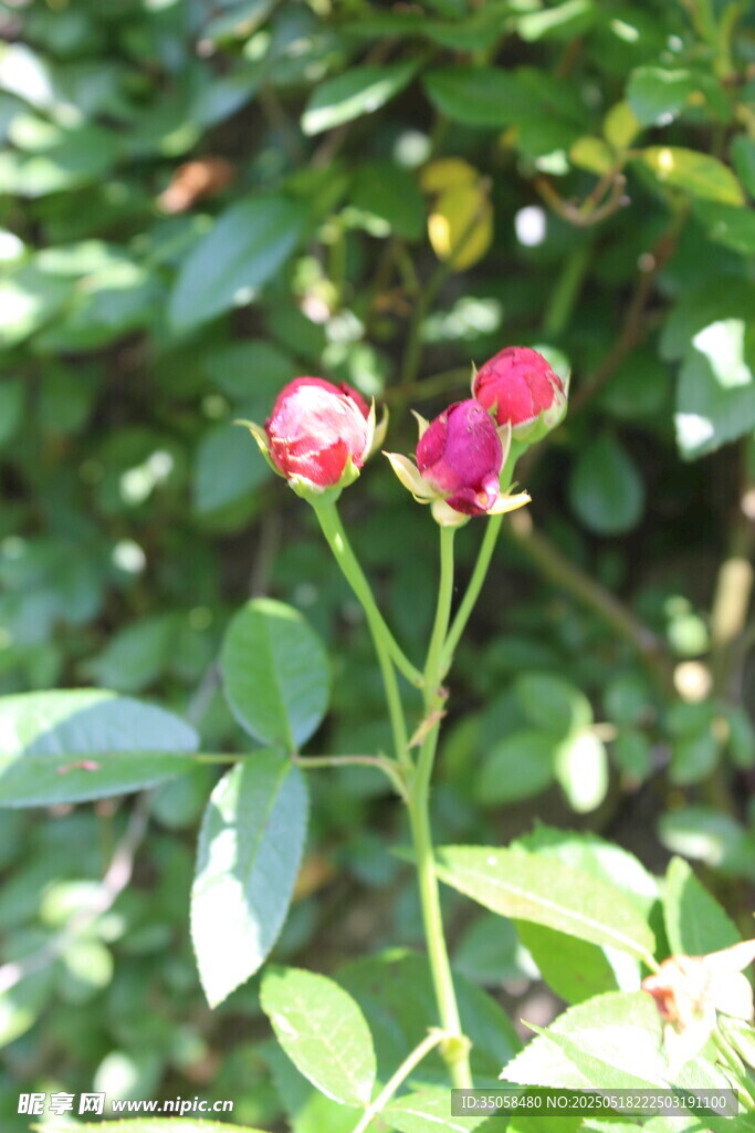 蔷薇花  