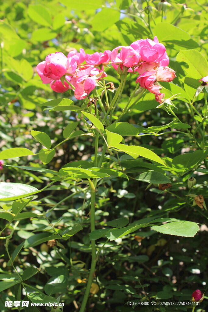 蔷薇花 