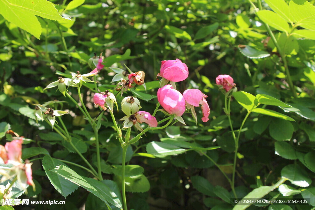 蔷薇花  