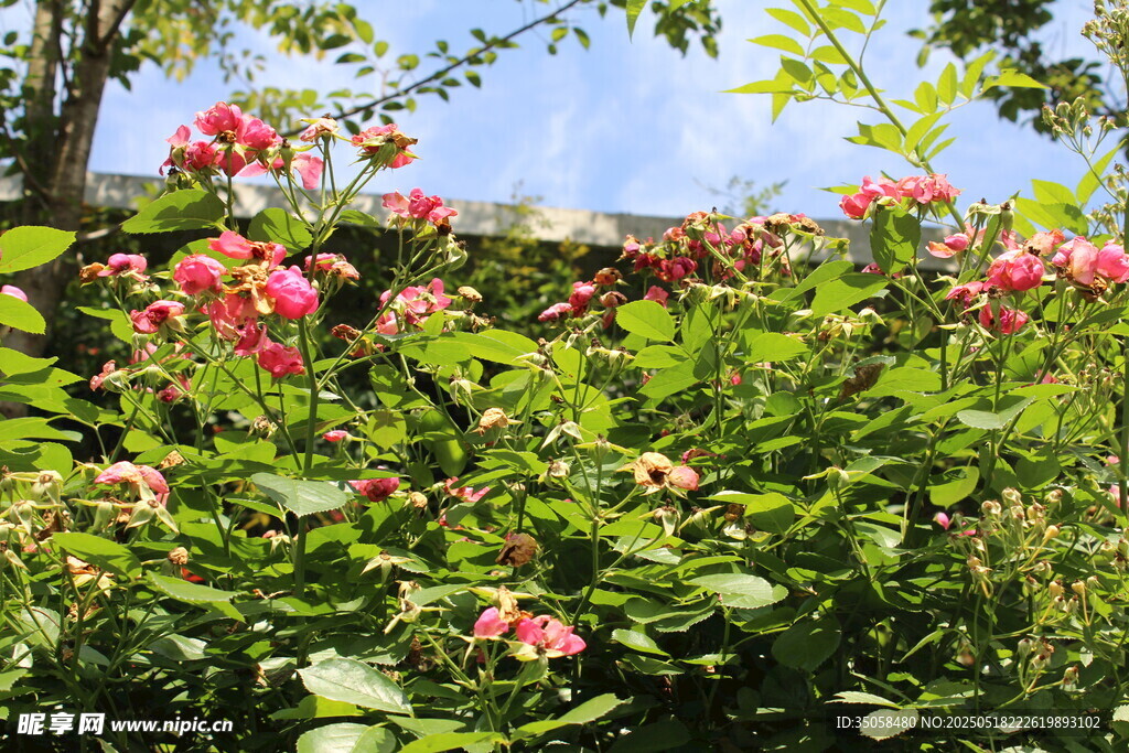 蔷薇花  