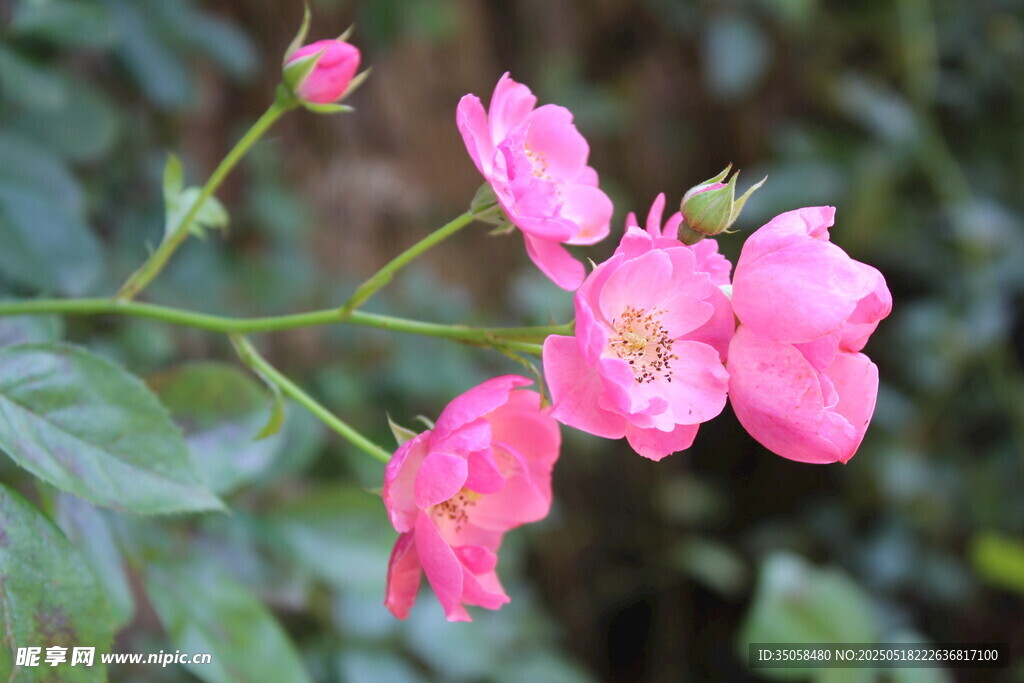 蔷薇花 