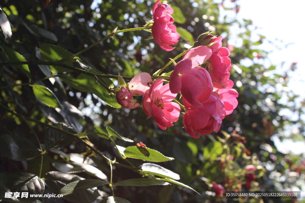 蔷薇花 
