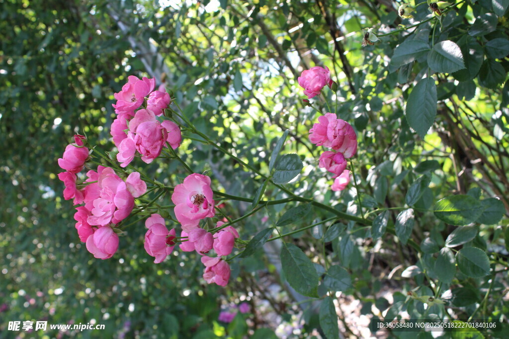 蔷薇花 