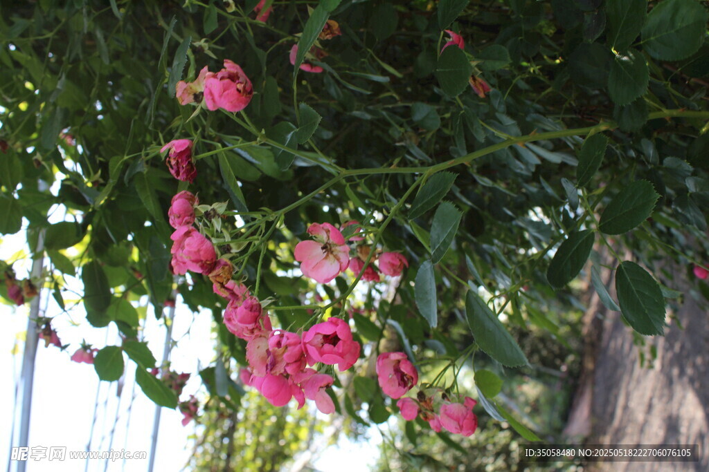 蔷薇花 
