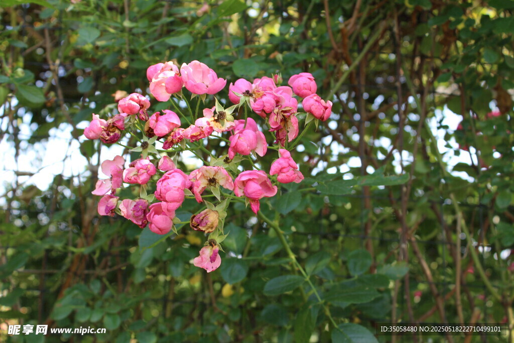 蔷薇花  