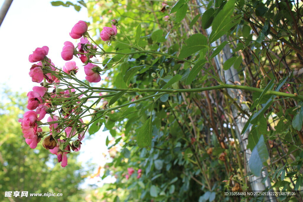 蔷薇花 