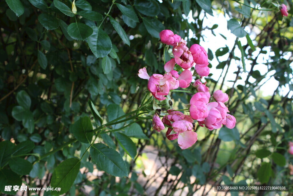 蔷薇花 