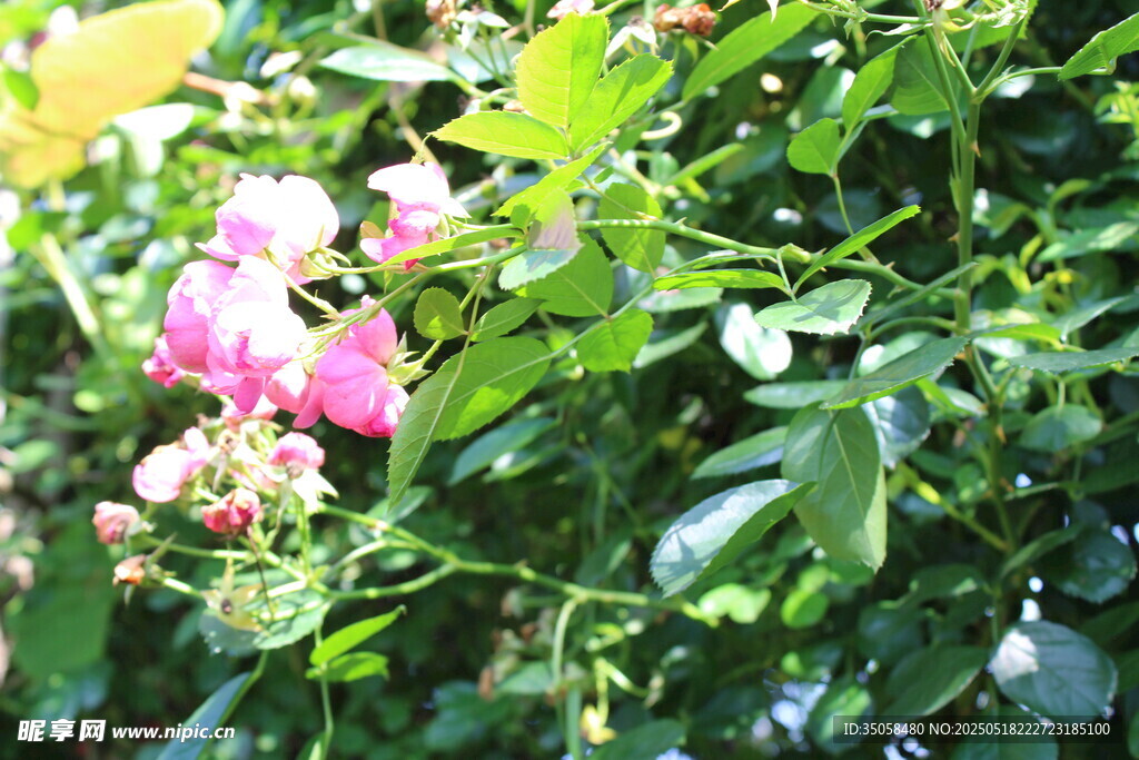 蔷薇花 