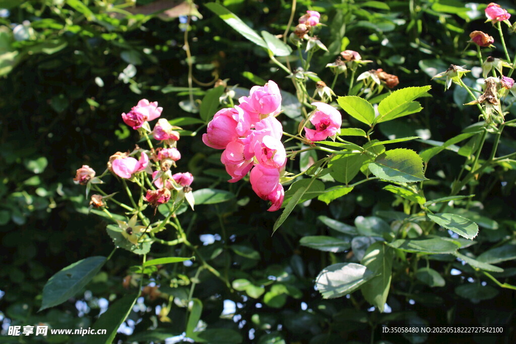 蔷薇花 