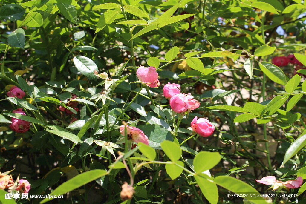 蔷薇花 