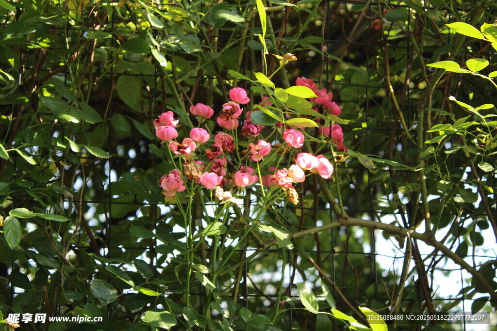 蔷薇花 