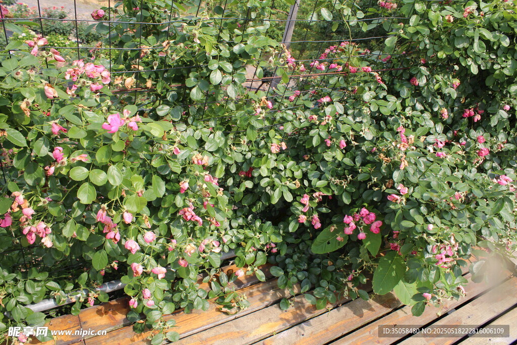 蔷薇花  