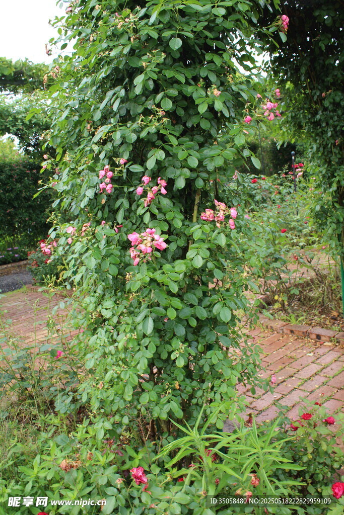 蔷薇花 